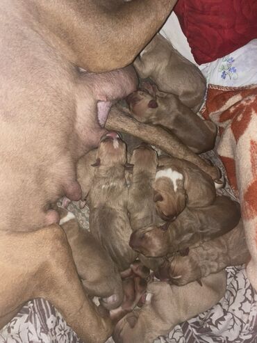 pomeran itleri: Pitbul, 1 ay, Dişi, Peyvəndli, Ünvandan götürmə, Pulsuz çatdırılma, Ödənişli çatdırılma
