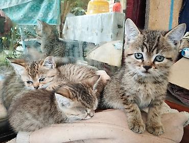 Мышыктар: Котята, тигровые табби - Возраст: примерно 1,5–2 месяца (по размеру и — 6