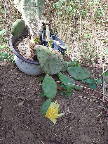 kalatea slike: Kolekcija kaktusa – više vrsta u saksijama - Opuntia (indijska — 1