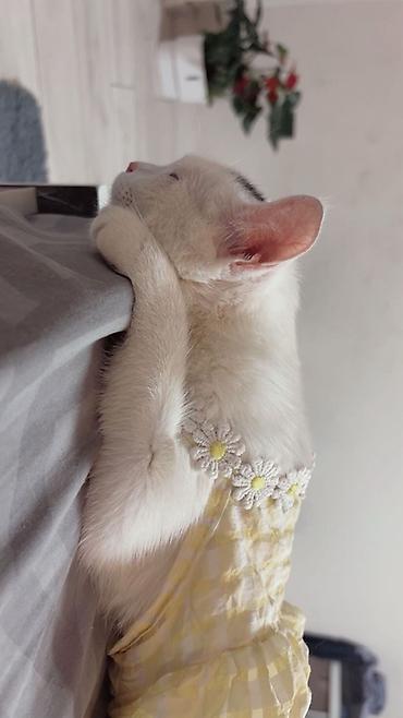 котик белый: Детское платье, цвет - Белый, Новый — 1