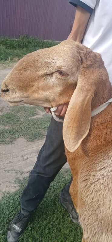 дог собака: Продаю | Баран (самец) | Арашан | Для разведения