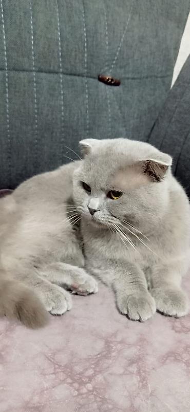 Кошки: Шотландская — 2