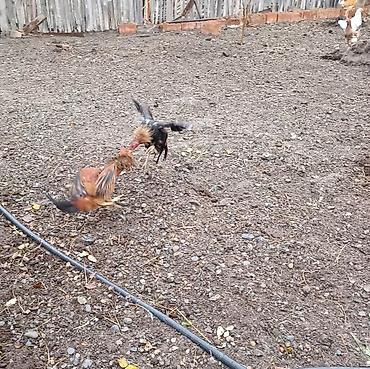 Xoruzlar: Xoruz, Heyratı, il: 1 — 5