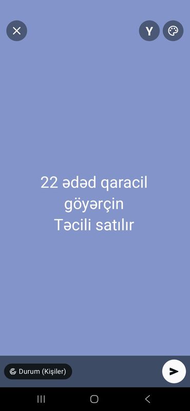 Gəmiricilər: Göyərçinlər