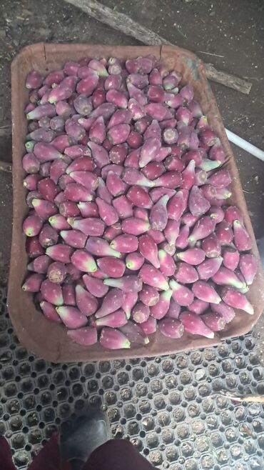 Молочные продукты и яйца: Məhsul: Tikanlı armud (opuntiya) meyvəsi – bənövşəyi rəngli sort -