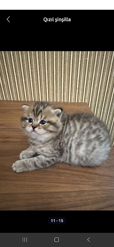 Pişiklər: Britan, Erkək, Dişi — 6