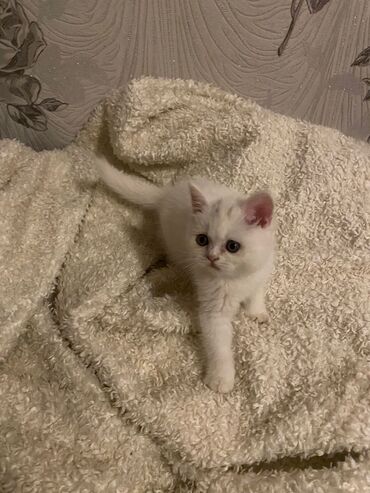 Pişiklər: Dişi, Ödənişli çatdırılma — 7