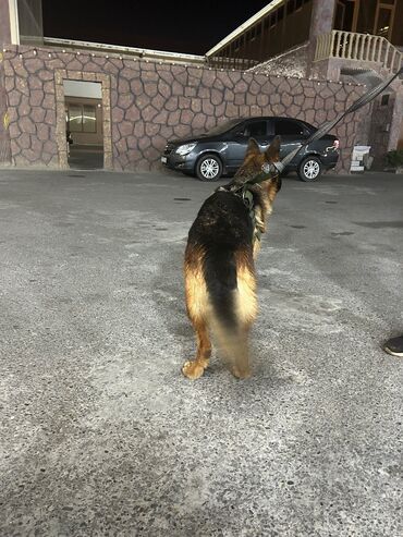 İtlər: Alman çoban iti, 2 il, Dişi, Peyvəndli, Pulsuz çatdırılma — 2