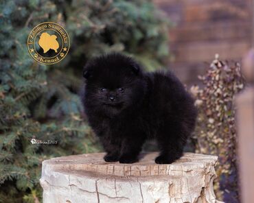 Продажа собак: Шпиц, 3 месяца, Самец, С прививкой, С родословной — 15