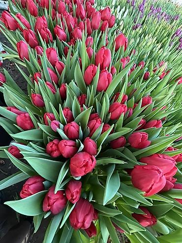 Букеты из живых цветов: Тюльпаны на 8 марта Принимаю корпоративные заказы с оформлением 16 — 16