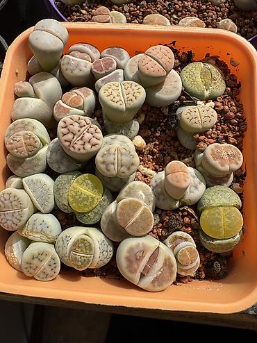 Другие комнатные растения: Продаю суккуленты — 7