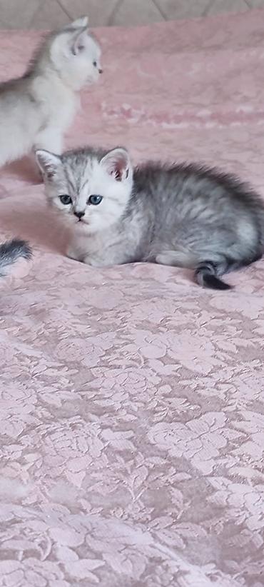 Pişiklər: Britan — 5