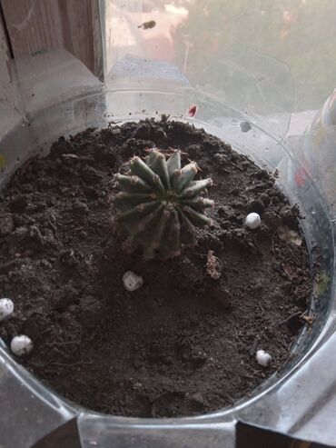 Otaq bitkiləri: Diqqetle oxuyun!! şekildeki ustu çiçekli kaktusun artirmalaridir — 4