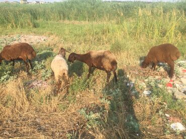 edilbay qoyunu satilir: Erkək, Qala, il: 2, 60 kq, Damazlıq, Südlük, Ətlik, Ünvandan götürmə