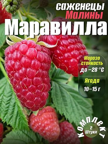 батыр сквиш: Саженцы малины (ремонтантные крупноплодные сорта) - Ягоды крупные — 5