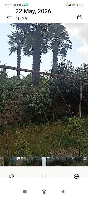 kalistamon ağacı: Lənkəran Şilavar kəndində. hər ölçudə var. qiymətlər 10 manatdan 500 — 2