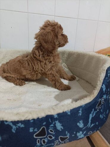 model boje: Maltipoo štenci ekstra boje i kvaliteta pozvati 5 god iskustva