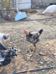 Xoruzlar: Xoruz, il: <1, Ünvandan götürmə — 2