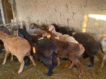 продаю овца: Сатам | Кочкор (эркек) | Союуга