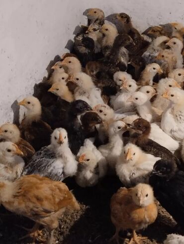 живая курица: Продам цыплята домашние возраст 25 дней.кол-во примерно 150 шт.Всех
