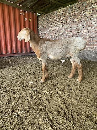 сколько стоит кошка в бишкеке: Продаю | Ягненок | Арашан | Для разведения — 1