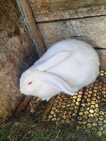 оборудование для корма: Продаю | Крольчиха (самка) | Для разведения | Племенные
