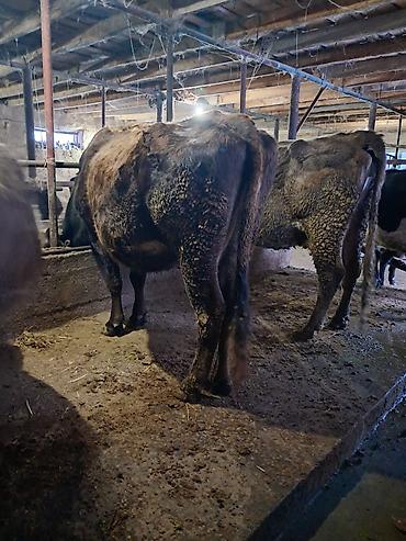 Коровы, быки: Продаю | Корова (самка) | Для молока | Привязанные — 4