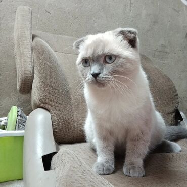 кошка с разными глазами: Кошка даром: Скотиш Фолд (Шотландская вислоухая), 6 месяцев, Девочка