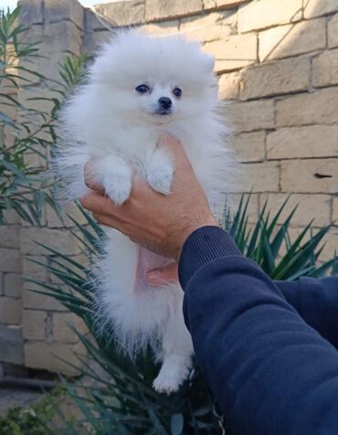 собака отдам в хорошие руки: Шпиц, 3 месяца, Самка