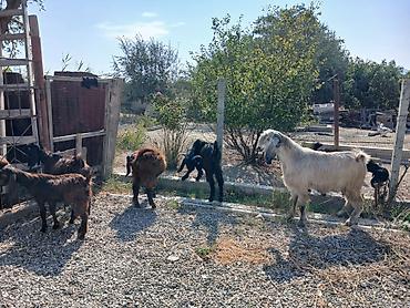 halep keçisi satilir: Təkə və keçilər – təsərrüfat üçün — 10