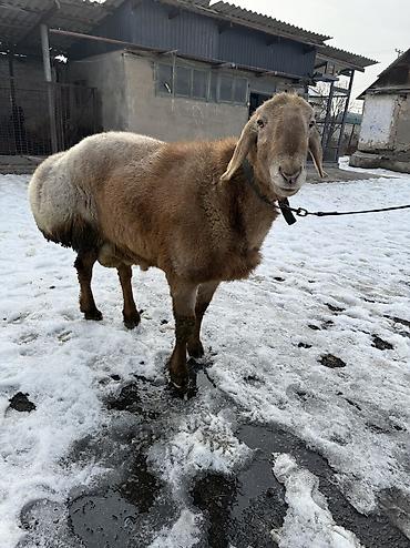 Баран, овца: Продаю | Баран (самец) | Арашан | Для разведения | Осеменитель — 4