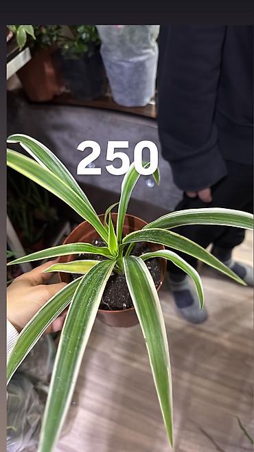 Другие комнатные растения: Комнатные цветы, цены написаны на фото — 15