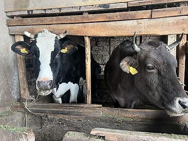 Коровы, быки: Продаю | Корова (самка) | Голштин, Аулиекольская | На забой, Для разведения | Племенные, Нетель — 7