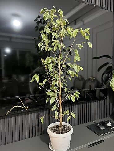 Фикусы: Фикус Бенджамина в напольных кашпо - Два взрослых деревца в отдельных — 7