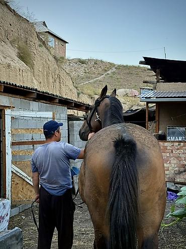 белый конь: Продаю | Жеребец | Кара Жорго | Для разведения — 2