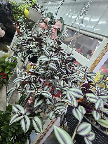haktan pack: Традесканция зебрина (Tradescantia zebrina) в новом кашпо и готовом — 2