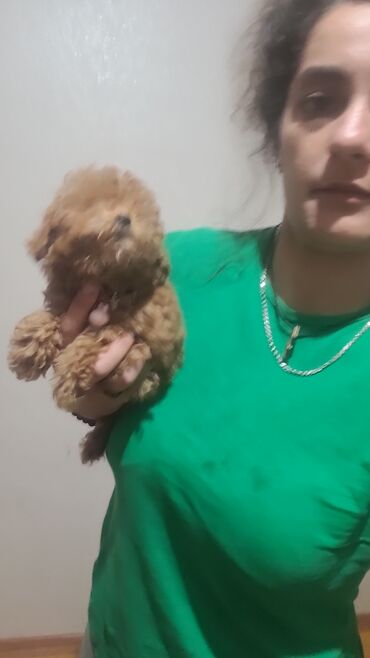 İtlər: Pudel, 2 ay, Peyvəndli, Pulsuz çatdırılma — 3