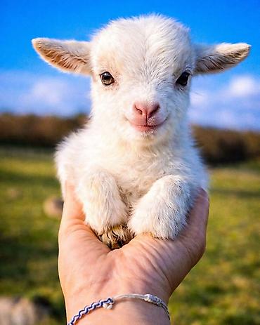 Козы, козлы: Продаю | Козлёнок | Зааненская | Для разведения at lalafo.kg — 9 Козы, козлы: Продаю | Козлёнок | Зааненская | Для разведения — 9