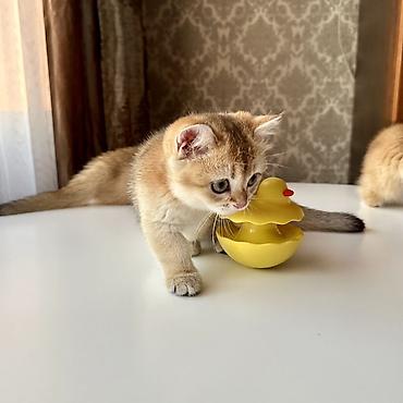 котята 1 месяц: Британская короткошёрстная, 3 месяца, Девочка, Золотая шиншилла, Приучена к лотку — 4