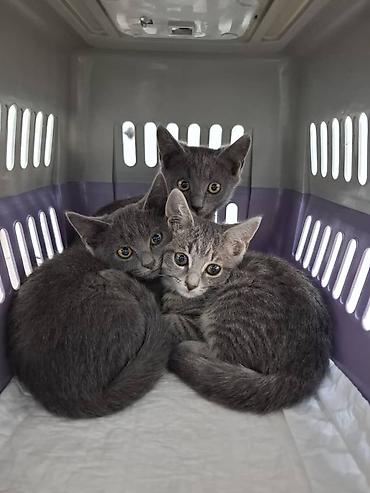 Мышыктар: Котята, окрас серый/дымчатый и серый тигровый (табби). Котята — 6