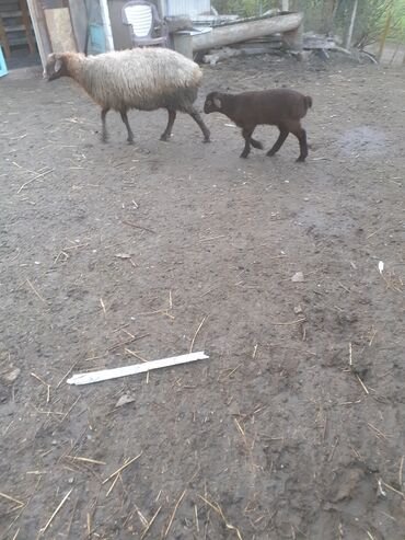 Qoyunlar, qoçlar: 470 deylir riyal alcıyna razlaşmaq olar zəngin vurun — 9