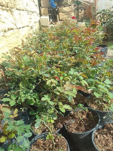 Floribunda 4 fəsillik həmişə yaşıl qızıl güllər satılır . bu qızıl