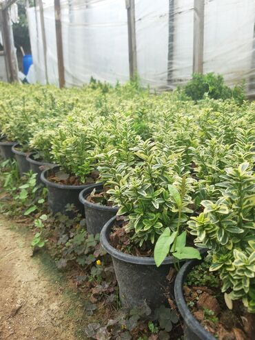 Şitillər: Həmişə yaşil (Şimşad)(dekorativ növ)bitkilərinin topdan satişi — 8