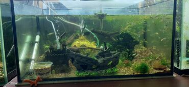 аквариум без рыб: Аквариум 70х45х35, 110л. Цена 3500 сом, компрессор, обогреватель