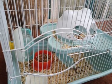 продаю дакан птиц: Продаю новую клетку для хомячков в ней есть 2 этажа, колесо, домик