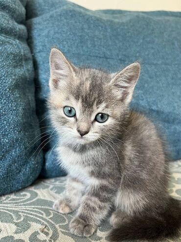 сиямские кошки: Породистый котёнок Скоттиш-Страйт.Девочка.Почти 2 мес. Приучена к