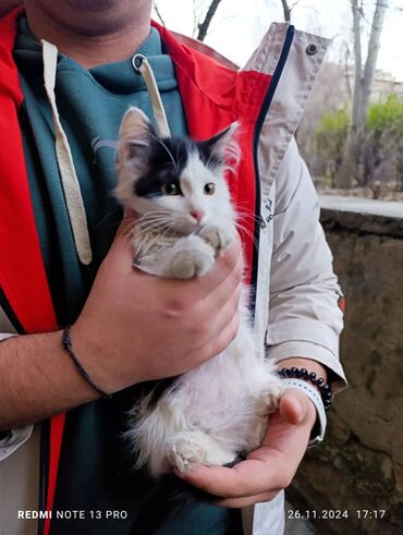 сибирская кошка цена: 4 месяца, Мальчик, Приучена к лотку, Проглистована