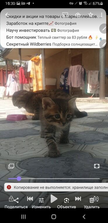 персидский кот цена: Коты