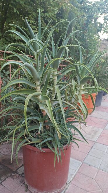 Aloe: Aloe Vera
Qiyməti 65azn
Bülbülə