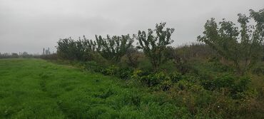 Torpaq sahələrinin satışı: 93 sot, Kənd təsərrüfatı — 18